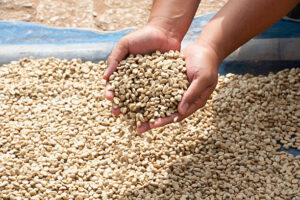 ROBUSTA