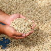 ARABICA