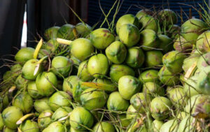 Fresh Coconut Fruit (Export Grade)