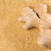 Ginger Powder (Premium Grade)