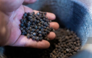 BLACK PEPPER 500G/L FAQ