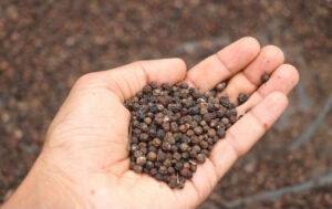 BLACK PEPPER 550G/L ASTA