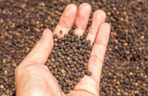 BLACK PEPPER 550G/L FAQ