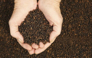 BLACK PEPPER 600G/L FAQ