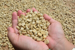 Coffee Beans