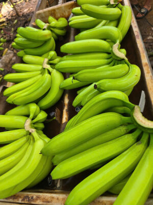 Cavendish Bananas